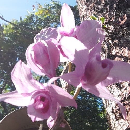 Dendrobium Anosmum