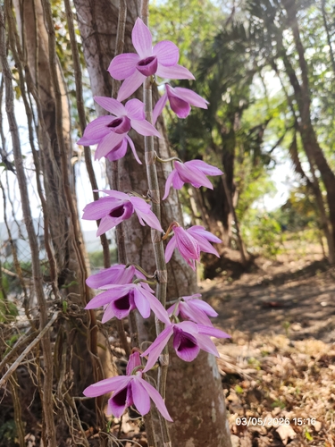 Dendrobium Anosmum