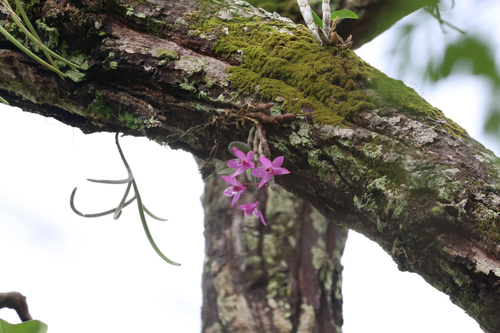 Dendrobium Parishii