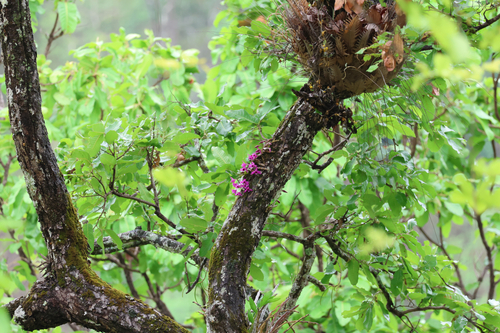Dendrobium Parishii