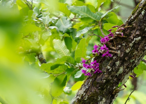 Dendrobium Parishii