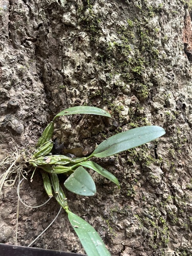 Dendrobium Lindleyi (Dendrobium aggregatum)