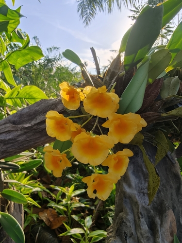 Dendrobium Lindleyi (Dendrobium aggregatum)