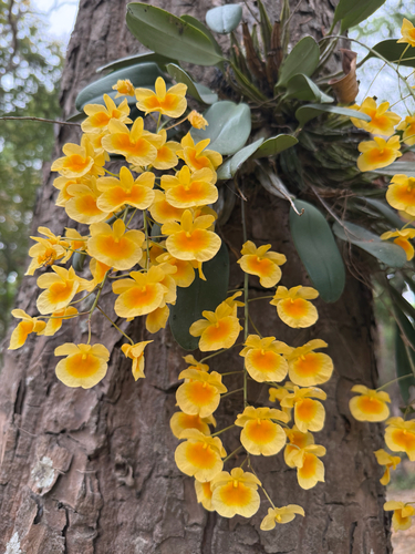Dendrobium Lindleyi (Dendrobium aggregatum)