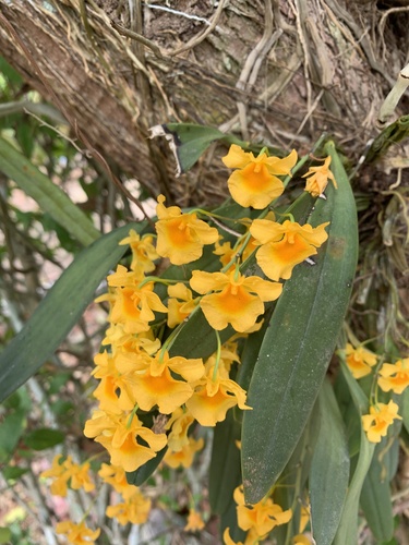 Dendrobium Lindleyi (Dendrobium aggregatum)