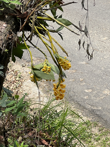 Dendrobium Densiflorum