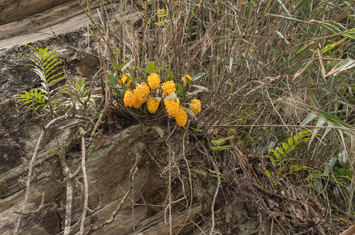 Dendrobium Densiflorum