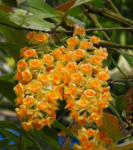 Dendrobium Densiflorum
