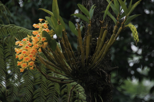 Dendrobium Densiflorum