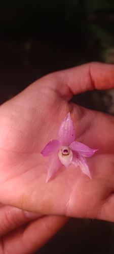 Dendrobium Hercoglossum
