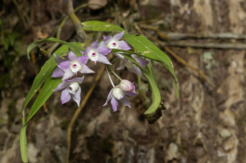 Dendrobium Hercoglossum