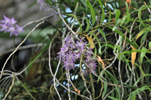 Dendrobium Hercoglossum