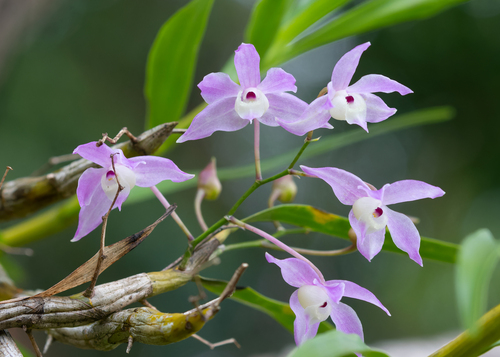 Dendrobium Hercoglossum
