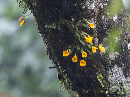 Dendrobium Jenkinsii