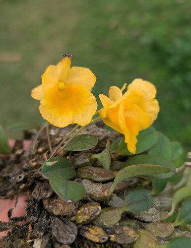Dendrobium Jenkinsii