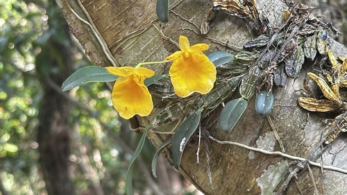 Dendrobium Jenkinsii
