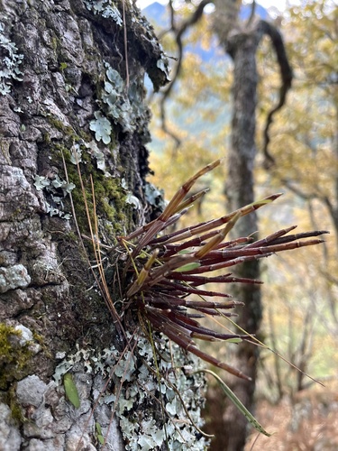 Dendrobium Moniliforme