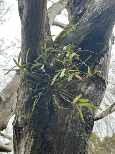 Dendrobium Moniliforme