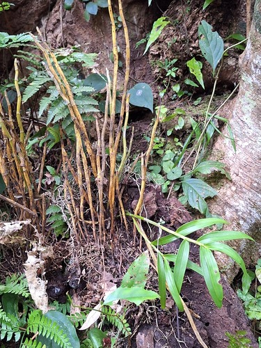 Dendrobium Moniliforme