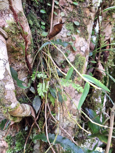 Dendrobium Moniliforme