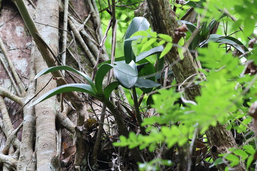 Dendrobium Speciosum