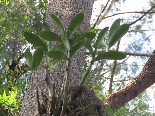 Dendrobium Speciosum