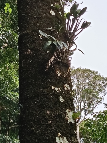 Dendrobium Speciosum