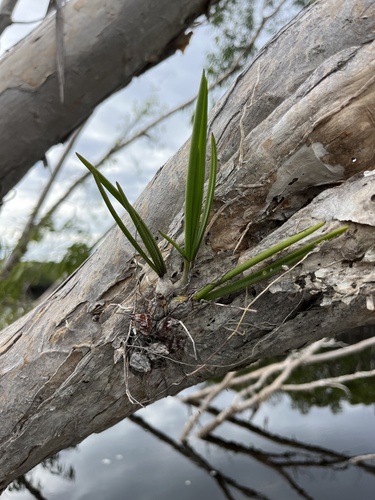 Dendrobium Canaliculatum