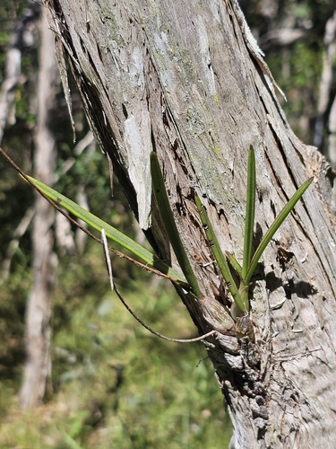 Dendrobium Canaliculatum