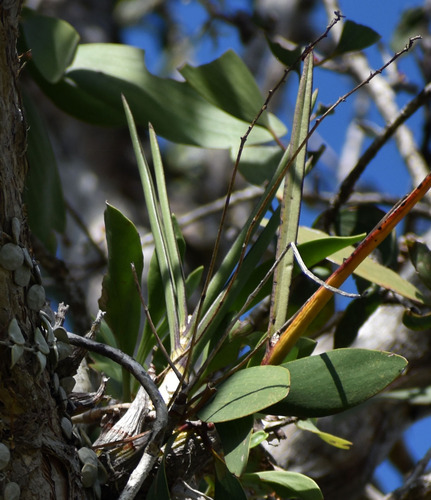 Dendrobium Canaliculatum