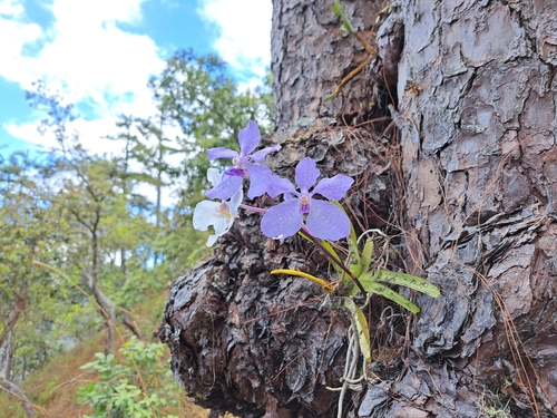Vanda Coerulea (Vanda Azul)