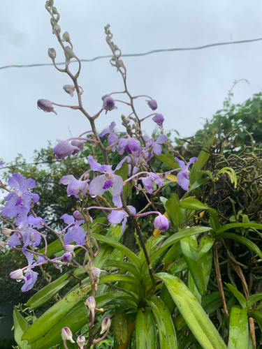 Vanda Coerulea (Vanda Azul)