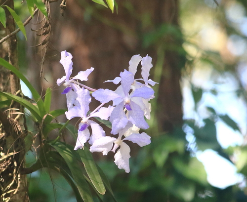 Vanda Coerulea (Vanda Azul)