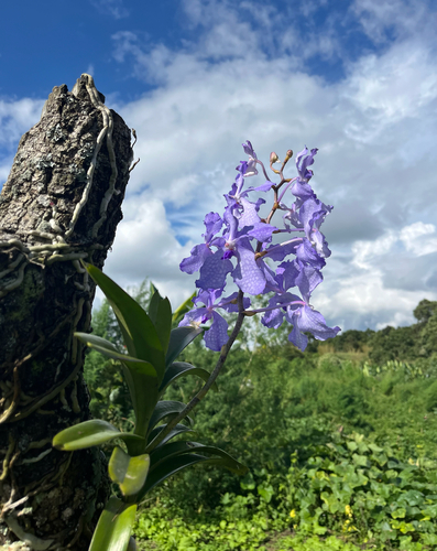Vanda Coerulea (Vanda Azul)