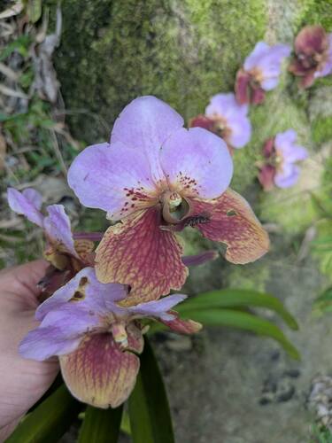 Vanda Sanderiana (Waling-waling)