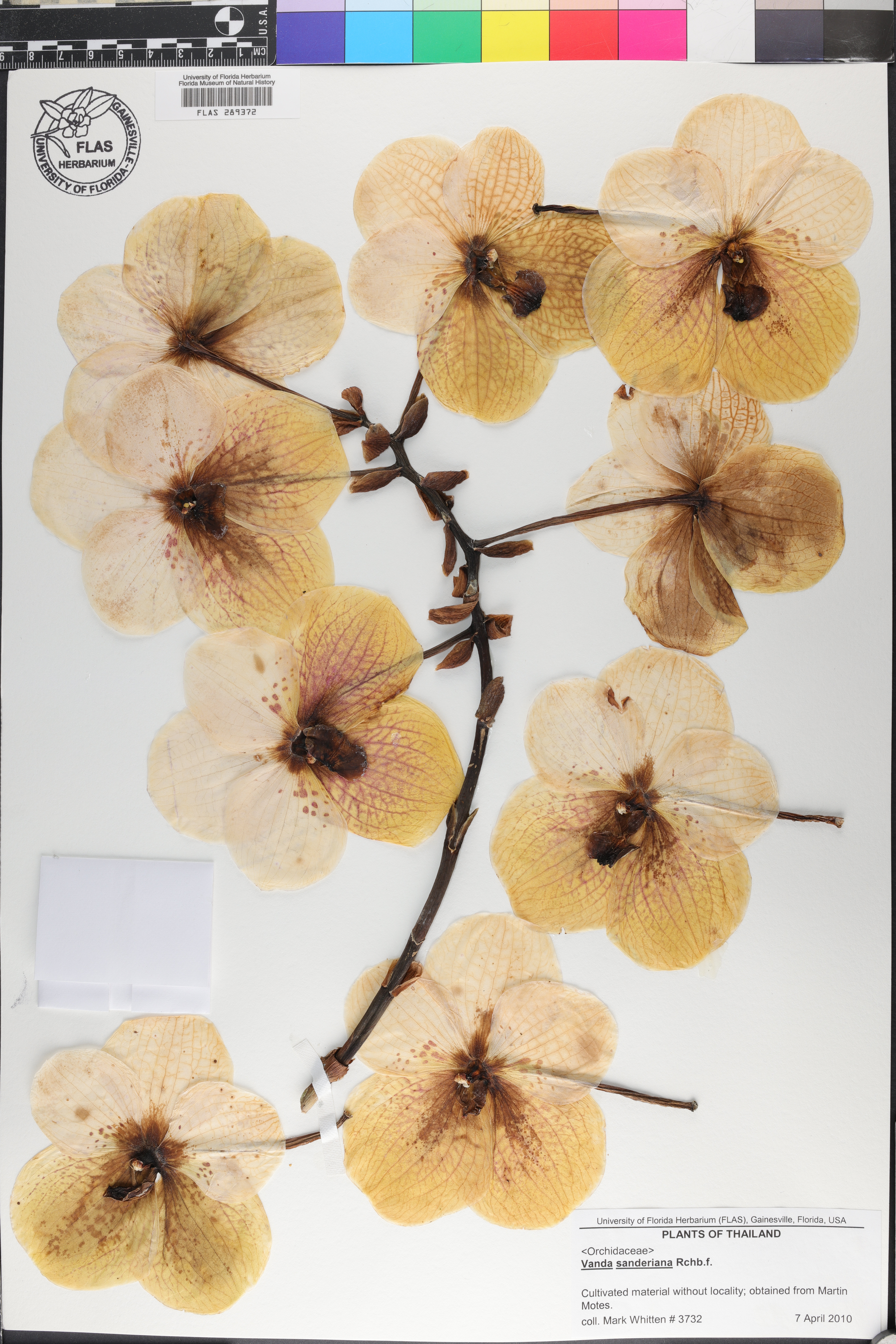Vanda Sanderiana (Waling-waling)
