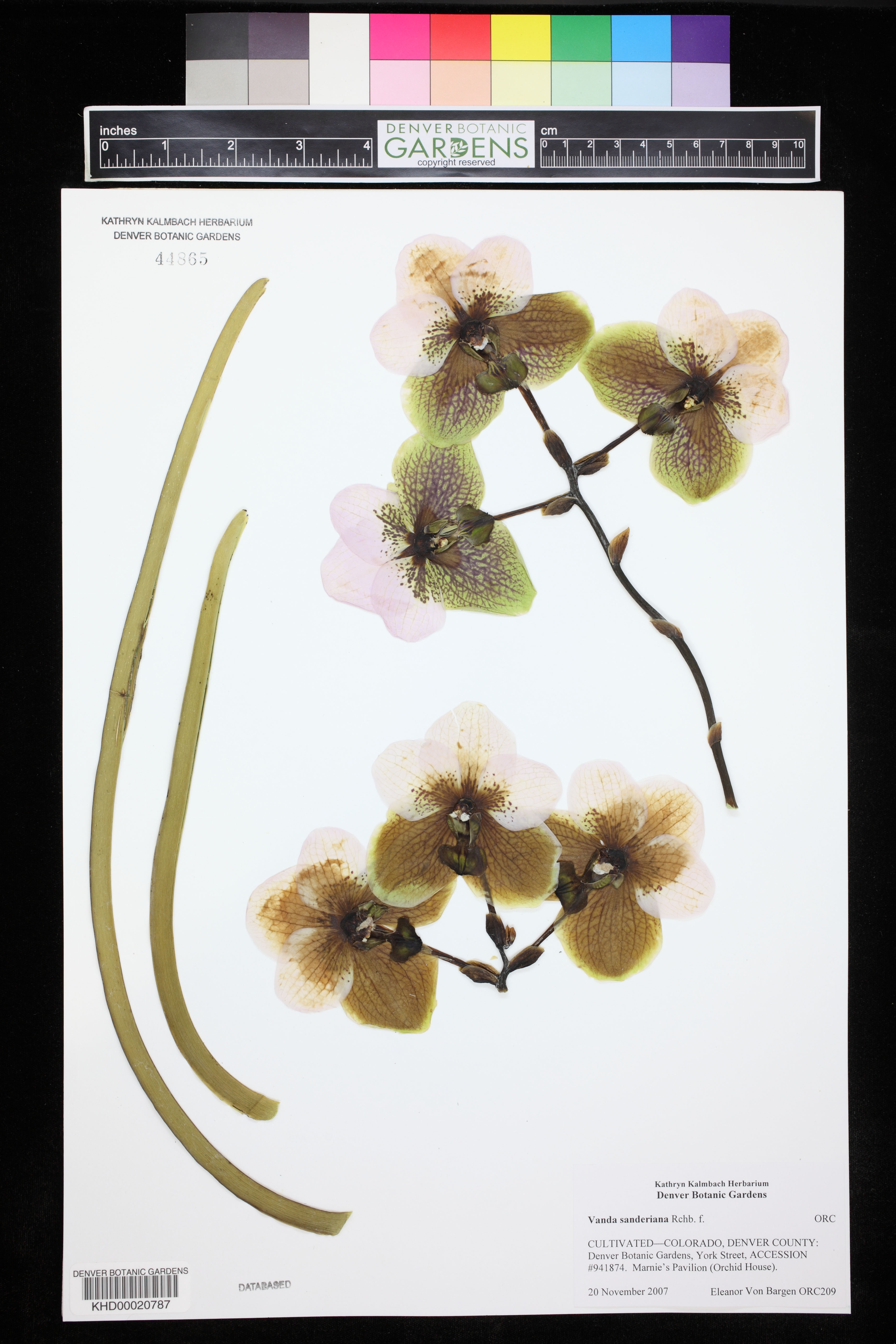 Vanda Sanderiana (Waling-waling)