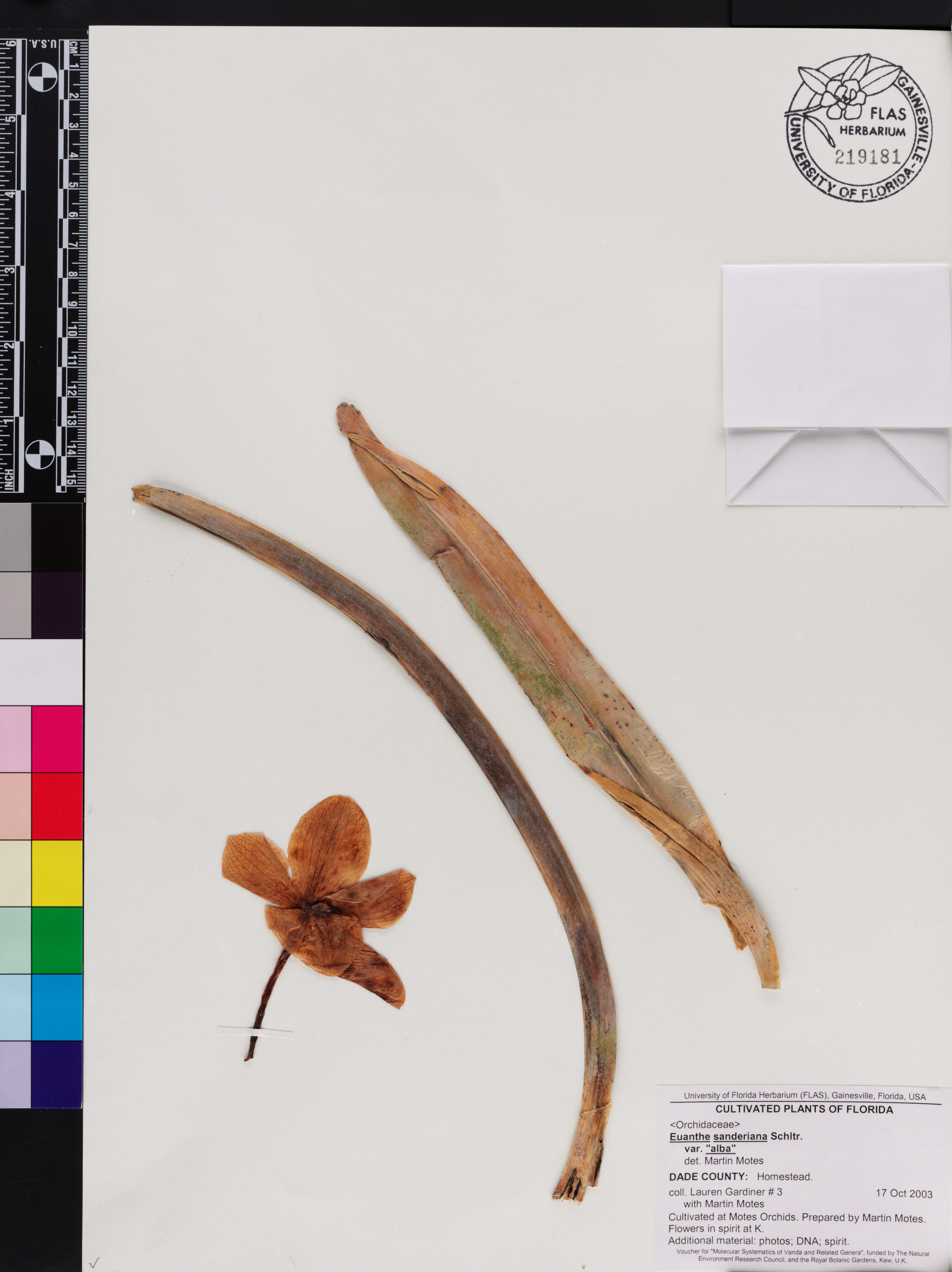 Vanda Sanderiana (Waling-waling)