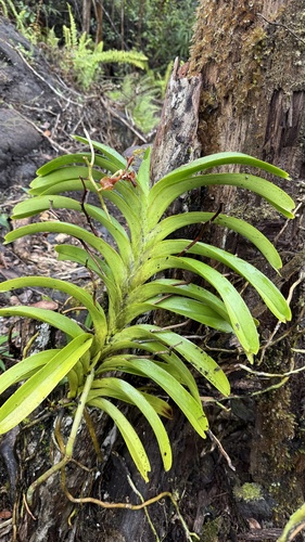 Vanda Tricolor