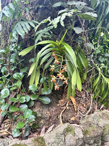 Vanda Tricolor