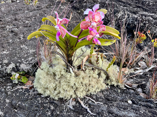 Vanda Tricolor