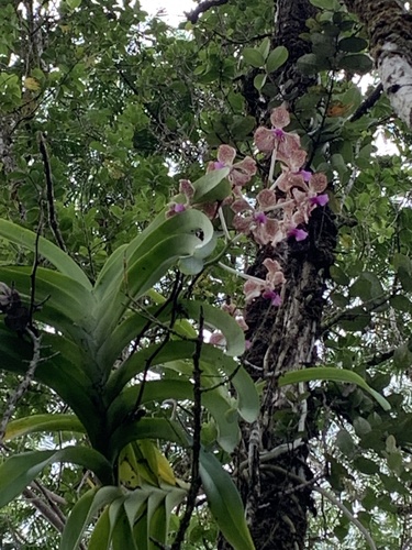 Vanda Tricolor