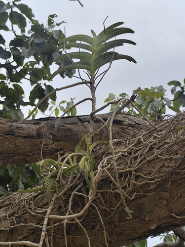 Vanda Tessellata