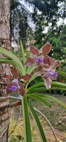 Vanda Tessellata