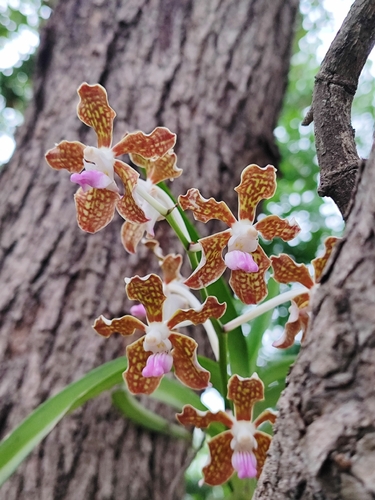 Vanda Tessellata