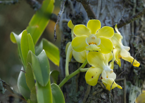 Vanda Denisoniana