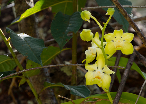 Vanda Denisoniana