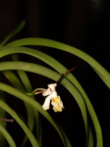 Vanda Denisoniana