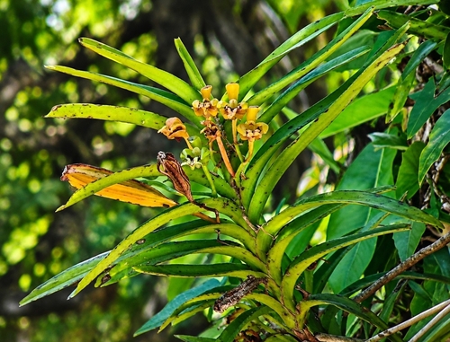 Vanda Cristata