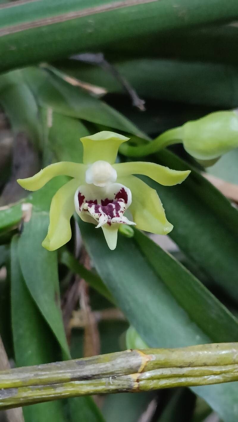 Vanda Cristata
